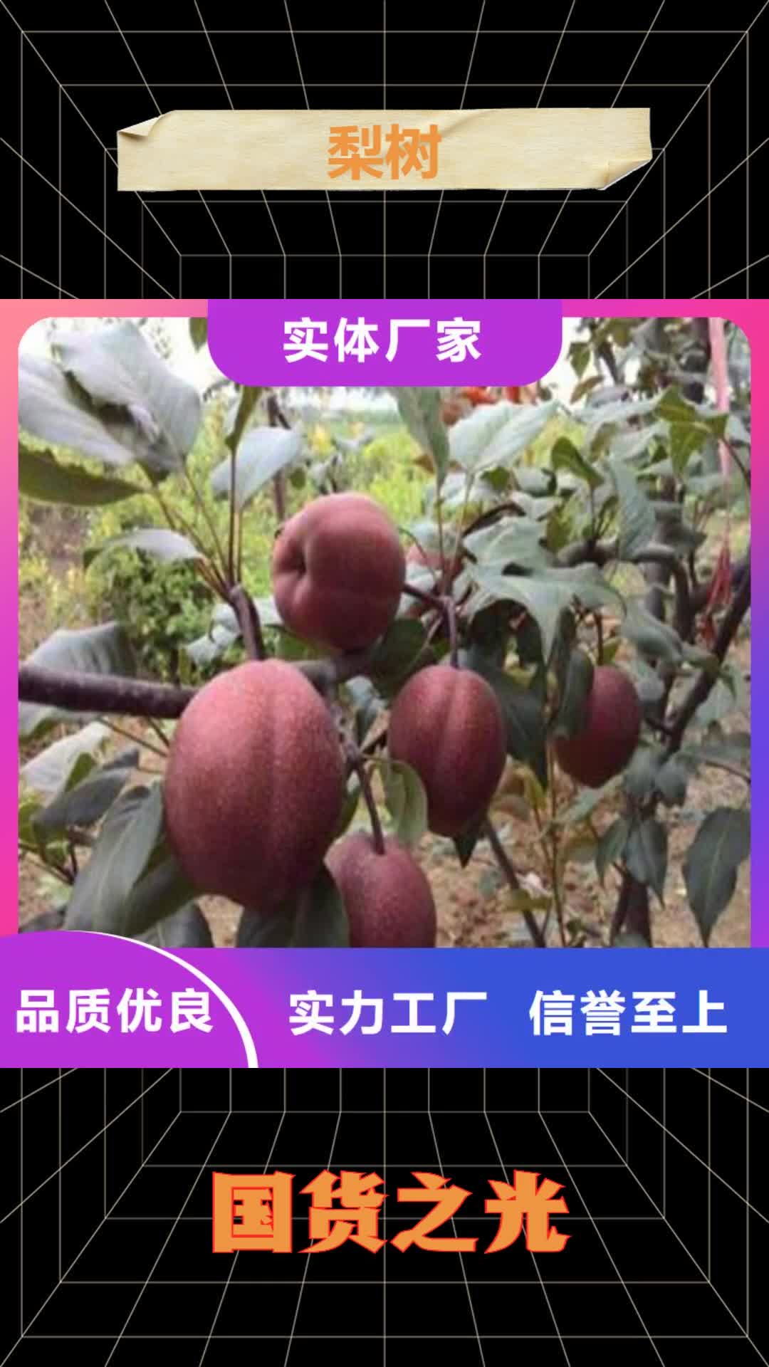 宁德【梨树】苹果苗安装简单