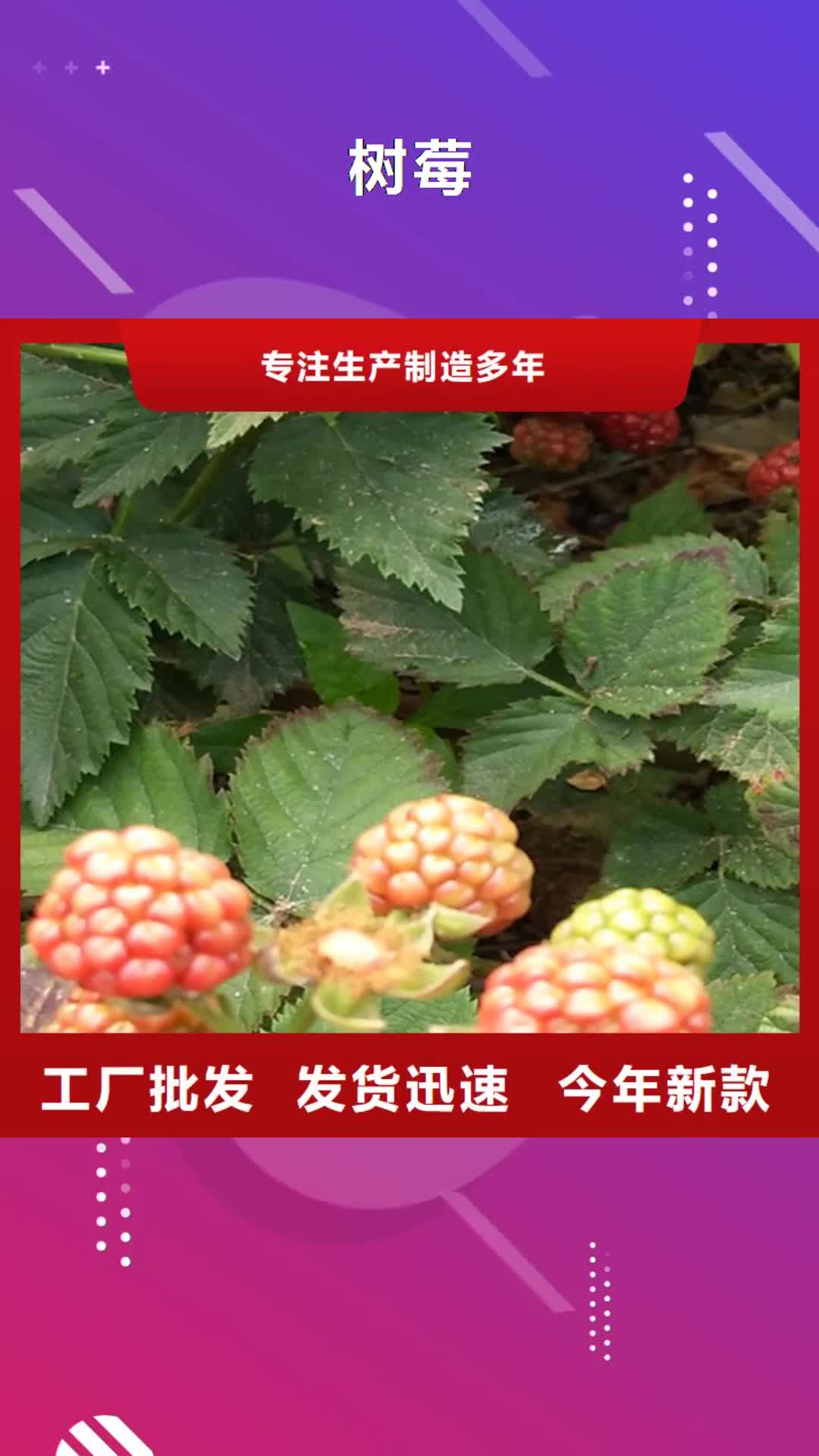 焦作 树莓【樱桃苗】厂家实力大
